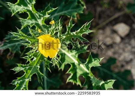 Yellow Mexican prickly poppy flower, wildflower weed referred to scientifically as Argemone ochroleuca