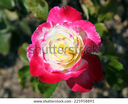 Beautiful pink and cream roses in New Farm Park, Queensland, Australia