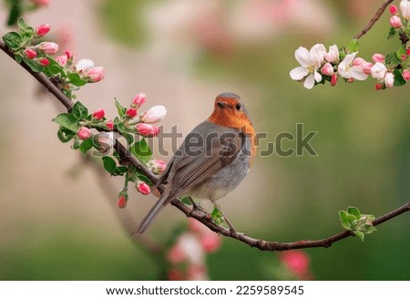 a robin bird is sitting in a sunny spring garden on a branch of an apple tree with pink flowers Royalty-Free Stock Photo #2259589545