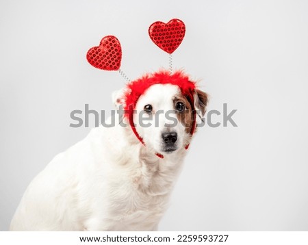 Portrait of a white dog with hearts on his head. Valentine's Day Concept. Congratulations, love and romance.
