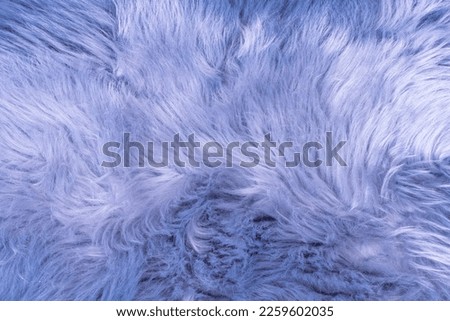 Blue fur texture top view. Blue or lilac sheepskin background. Fur pattern. Texture of blue shaggy fur. Wool texture. Sheep fur close up
