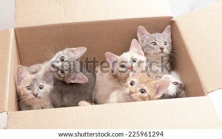 some funny little kittens sitting in a cardboard box and watching