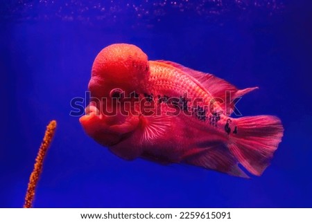 Bright red Flowerhorn cichlid or luohan fish in the aquarium pool. Flower horn swimming in blue water of fish tank in oceanarium. 