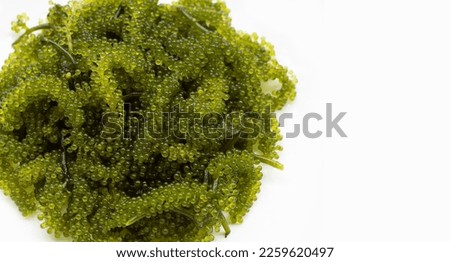 Sea grape seaweed on wihte background.