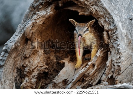 Numbat - Myrmecobius fasciatus also noombat or walpurti, insectivorous diurnal marsupial, its diet consists almost exclusively of termites. Small cute animal in the australian forest. Royalty-Free Stock Photo #2259621531