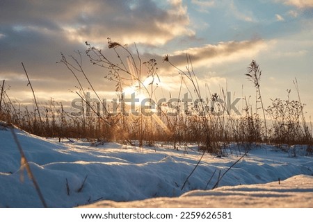A view of a snow-covered field with dry grass. Evening sunset. Winter theme.