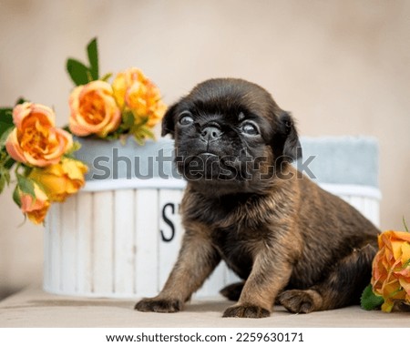 Cute little puppy sits near a beautiful box with roses