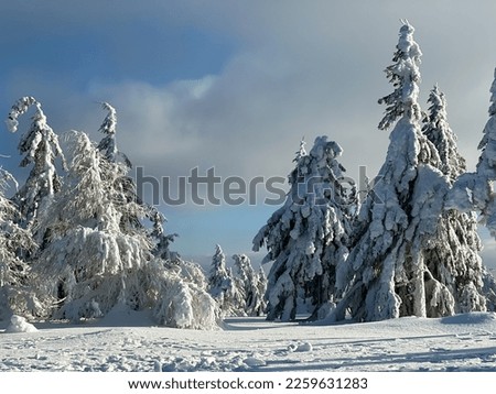 Beautiful winter threes scenery. The pic was taken 08. Feb 2023 in Stog Izerski Swieradow Zdroj in Poland