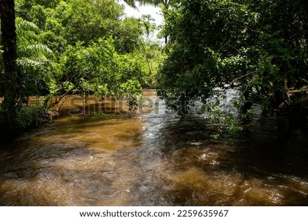 A calm river in the deep forest. City of Valenca, Bahia.