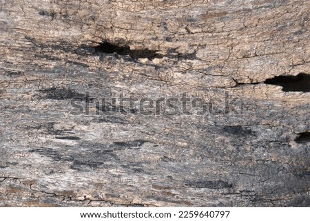 decayed wood background patterned from cracking