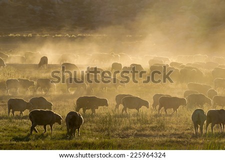 The sheep grazing and kicking up dust as the sun goes down on the hillside Menifee, California.