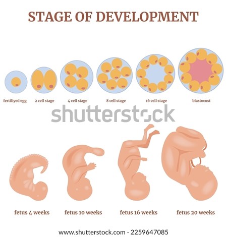 Fertilization. Developmental stages of the egg and fetus. Medical poster. Vector illustration