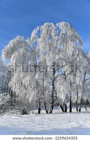 Winter landscape with snowy trees