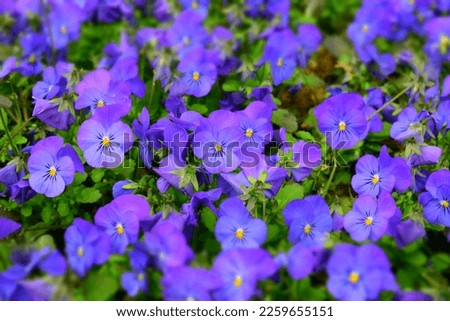 Pansies field of bright purple flowers Royalty-Free Stock Photo #2259655151