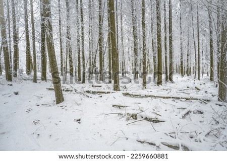 Forest, lots of tree trunks in the winter with snow