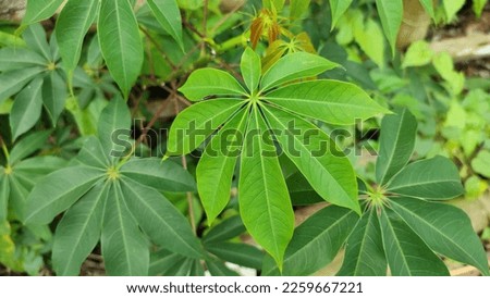 Cassava or Manihot esculenta with fresh green leaves thrives among the bushes.