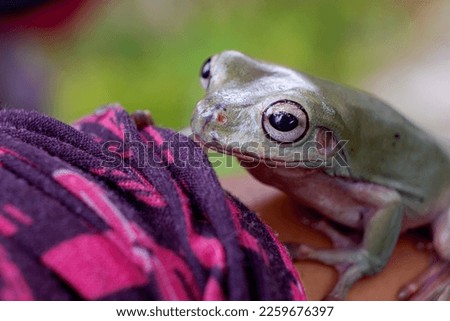 An Australian green tree frog sits on a man's hand.