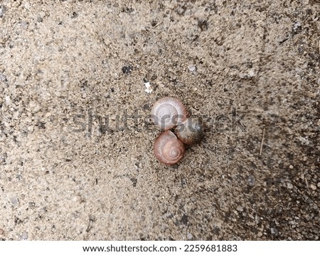picture of a snail shell on the ground
