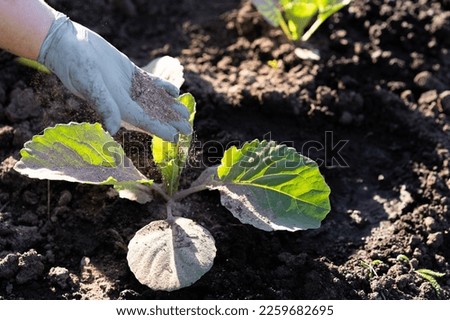 a woman's hand sprinkles ash on a small sprout of cabbage, protection of the crop from midges and fertilizer for the crop, ash for plants Royalty-Free Stock Photo #2259682695