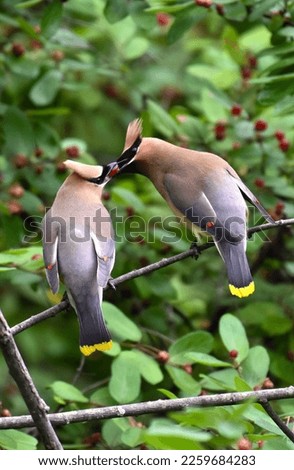 Cedar Waxwings sharing a meal Royalty-Free Stock Photo #2259684283