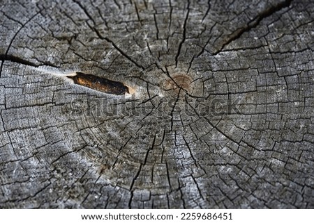 background texture old tree rings log round