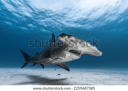 Great Hammerhead Shark up close in the Bahamas Royalty-Free Stock Photo #2259687385
