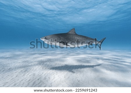 Tiger Shark up close in clear blue water with white sand bottom.  Photo taken in the Bahamas  Royalty-Free Stock Photo #2259691243