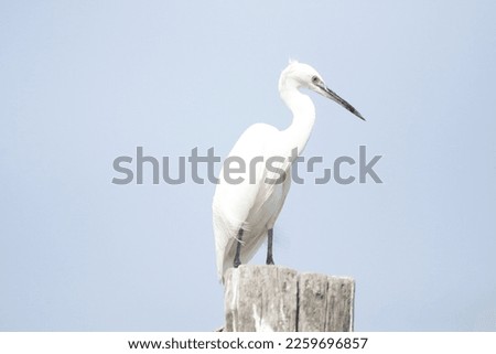 Close up view of perched egret