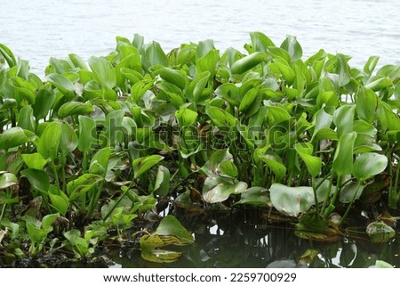 Water hyacinth plants floating in the lake
