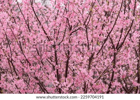 Beautiful cherry blossoms are in full bloom in Hong Kong