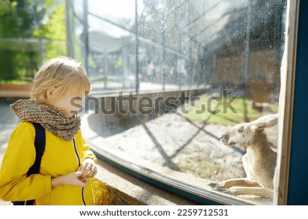 Cute litlle boy watching kangaroo at zoo. Kid having fun in farm with animals. Children and animals. Entertainment for family with kids on school holidays.