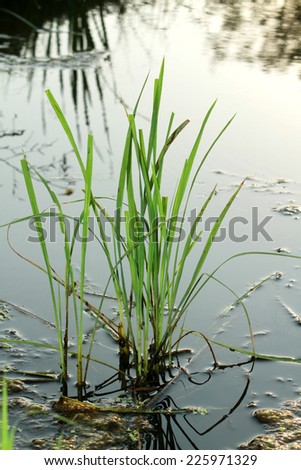 Rice on the lake