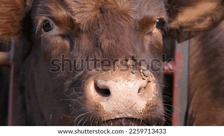 Cow with warts caused by an infectious and contagious virus bovine papilloma virus BPV in a Cattle shed Royalty-Free Stock Photo #2259713433