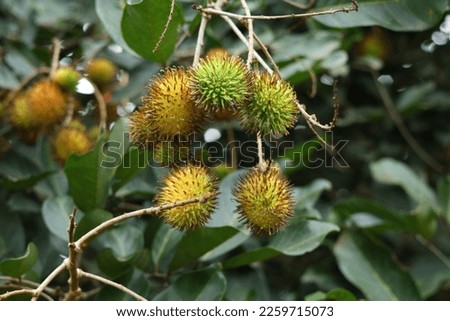 rambutan fruit on the tree, this fruit tastes sweet and delicious when ripe, red in color.