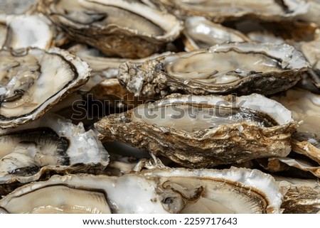 Оysters. Background of fresh opened oysters ready to eat.