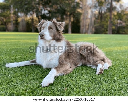 Lilac Border Collie in the park