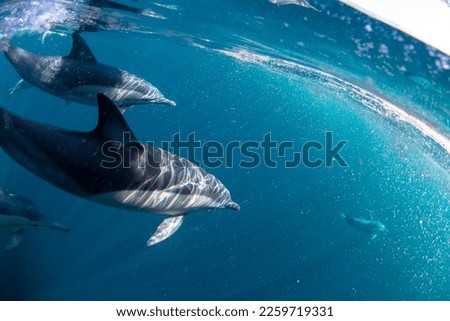 Underwater photo of wild dolphins, Australia Royalty-Free Stock Photo #2259719331