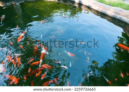 Colorful fancy Koi fish (nishikigoi) in a garden pond Japan.