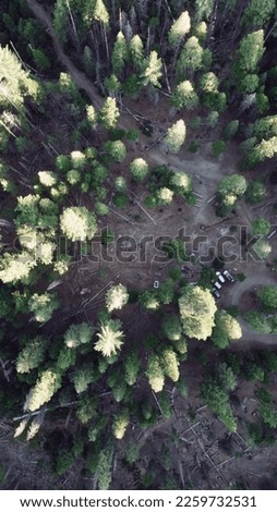 Aerial view of a pine forest in California. Drone photo