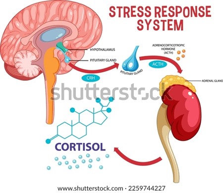 Stress response system scheme illustration