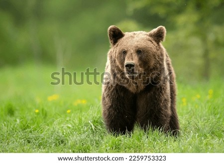 Wild brown bear ( Ursus arctos ) Royalty-Free Stock Photo #2259753323