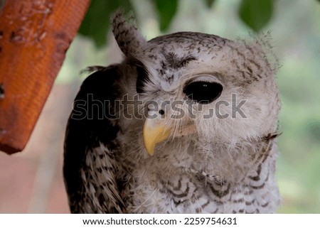 Close Up. Portrait of an owl, without looking at the camera against a natural background.