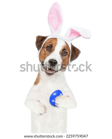 Funny Jack russell terrier puppy wearing easter rabbits ears holds painted egg. Isolated on white background