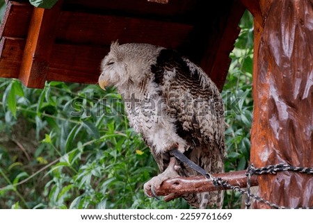 Portrait of an owl sitting on a wooden branch