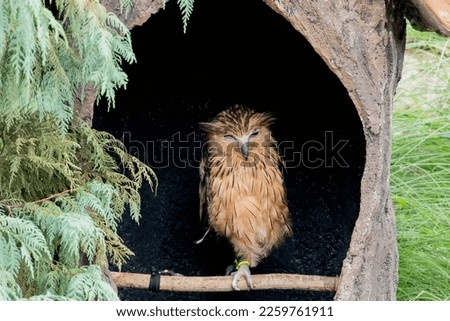 Portrait of an owl standing on a branch with one leg