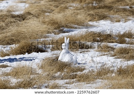  A bunny made of snow.