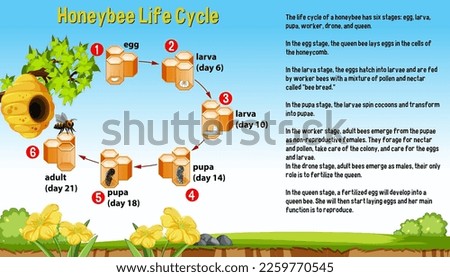 Honeybee life cycle diagram with explanation illustration