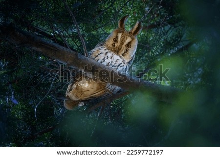 Asio otus, also known as the northern long-eared owl or, more informally, as the lesser horned owl or cat owl, is a medium sized species of owl with an extensive breeding range.
