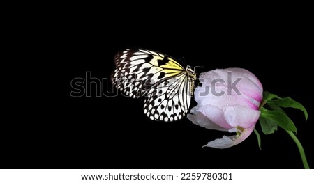 bright rice paper butterfly on pink peony flower in water drops isolated on black. copy space