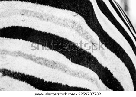 Zebra pattern in black and white